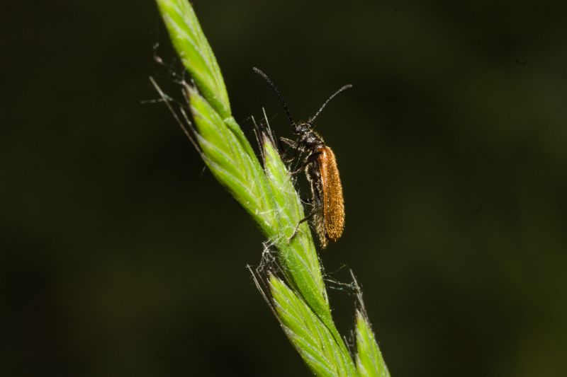 Tenebrionidae: Lagria hirta?  Lagria cfr. hirta